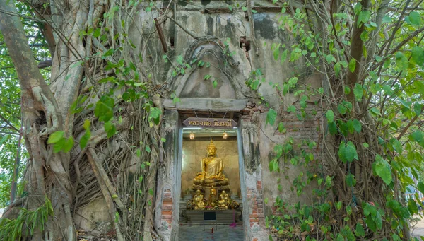 Arany Buddha Szobor Régi Téglafal Régi Gyökerei Ablakon Keresztül Wat — Stock Fotó