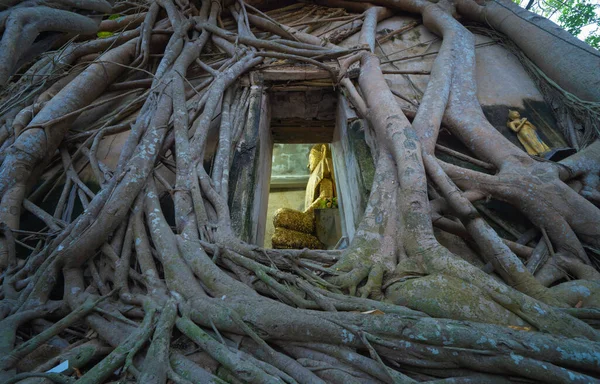 Golden Buddha Standbeeld Met Oude Bakstenen Muur Oude Boomwortels Door — Stockfoto