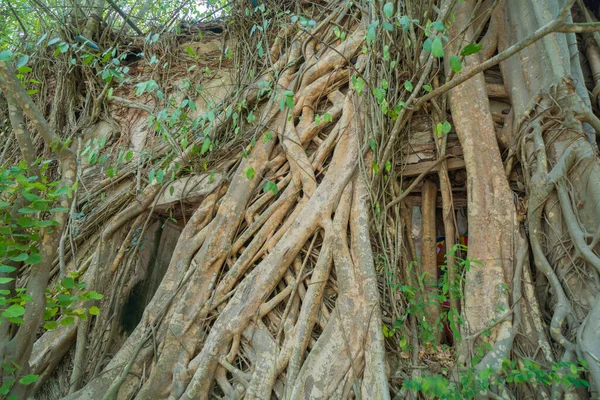 Oude Bakstenen Muur Oude Boomwortels Door Het Raam Wat Bang — Stockfoto