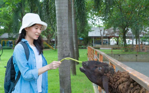 Glückliche Asiatin Eine Touristin Die Reist Und Ziegen Oder Schafe — Stockfoto