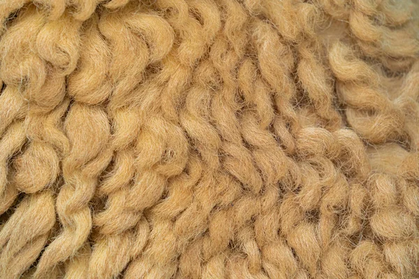 Close up of sheep wool brown skin pattern texture background of lamb, or sheep fleece in farm at zoo park in rural area. Wild mammal animal in nature. Soft raw material for clothes or carpet.
