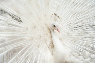 Albino peacock bird displaying out spread tail feathers with white plumage in zoo park. Wild animal in nature. clipart