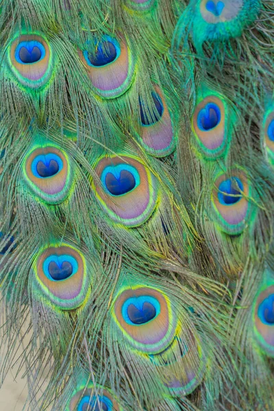 Peacock Πουλί Εμφανίζει Έξω Απλωμένα Φτερά Ουρά Πολύχρωμο Φτέρωμα Στο — Φωτογραφία Αρχείου