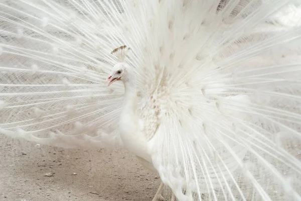 Albín Páví Pták Ukazuje Roztažené Ocasní Peří Bílým Peřím Zoo — Stock fotografie