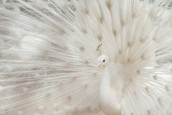 Albino Pfauenvogel Zeigt Ausgebreitete Schwanzfedern Mit Weißem Gefieder Zoopark Wildtier — Stockfoto