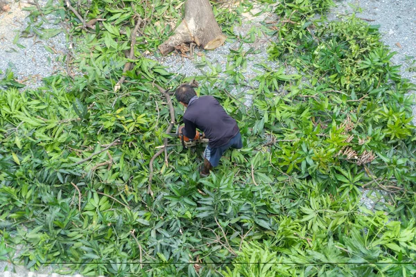 Tree cutter or Lumberjack logger worker man with chainsaw cutting green firewood timber natural trees in forest.