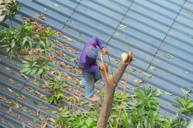 Ağaç kesici ya da kereste oduncusu testereli işçi yeşil yakacak odunu kesiyor ormandaki doğal ağaçlar.