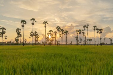 Dong Tan ağaçları yeşil pirinç tarlasında gün batımında Sam Khok bölgesinde, kırsal alanda, Pathum Thani, Tayland. Seyahat konseptinde doğa manzarası turistik cazibe.