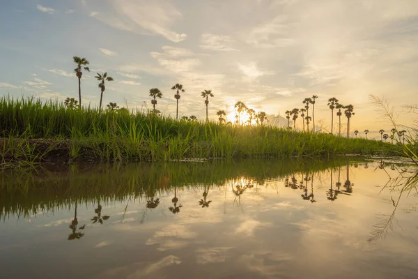 Dong Tan Bäume Einem Grünen Reisfeld Nationalpark Bei Sonnenuntergang Sam — Stockfoto