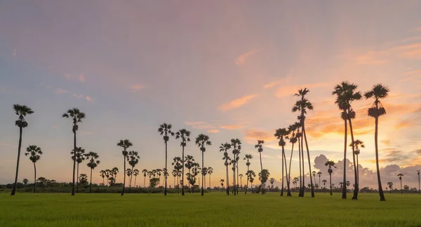 Dong Tan Árvores Campo Arroz Verde Parque Nacional Pôr Sol — Fotografia de Stock