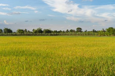 Asya 'nın yeşil tarımsal tarlalarındaki çeltik pirincini kapatın. Bitkiler Asya' nın kırsal ya da kırsal kesimlerinde hasat için bekliyor. Doğa manzarası arka planı.