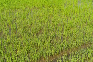 Asya 'nın yeşil tarımsal tarlalarındaki çeltik pirincini kapatın. Bitkiler Asya' nın kırsal ya da kırsal kesimlerinde hasat için bekliyor. Doğa manzarası arka planı.