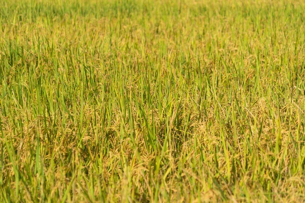 Közel Ázsiai Hántolatlan Rizs Zöld Mezőgazdasági Területeken Növények Várják Hogy — Stock Fotó