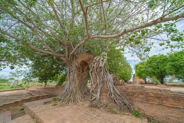 Tayland Bangkok Yakınlarındaki Phra Nakhon Ayutthaya Ilindeki Eski Bir Tapınağın — Stok fotoğraf