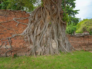 Buda 'nın kafası ve yüzü Wat Mahathat' daki banyan ağacının kökünde ya da Tayland 'ın Bangkok şehrindeki Ayutthaya eyaletindeki Wat Maha tapınağında. Tayland 'ın ünlü turistik mekanı. Seyahat konseptinde Dünya Mirası