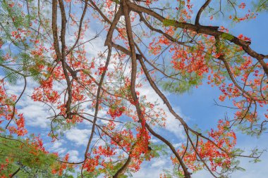 Kyoto City, Kansai 'de akçaağaç yaprakları ya da renkli sonbahar mevsiminde dalları olan yapraklar. Japonya 'da ağaçlar. Doğa manzarası arka planı.