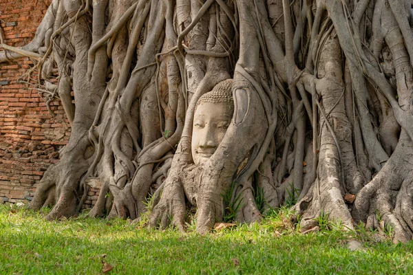 Cabeça Rosto Buda Raiz Árvore Baniana Templo Wat Mahathat Wat — Fotografia de Stock