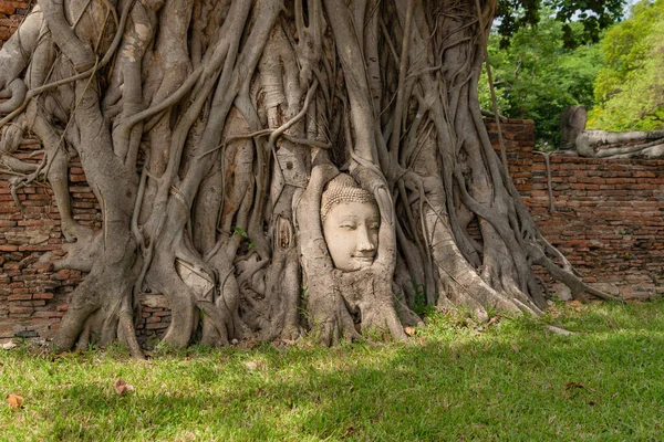 Tête Visage Bouddha Dans Racine Arbre Banyan Dans Temple Wat — Photo