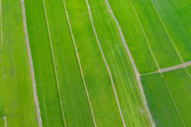 Taze çeltik pirincinin havadan görünüşü, Mu Cang Chai 'nin kırsal ya da kırsal kesimindeki yeşil tarım alanları, Asya' da gün batımında dağ tepeleri vadisi, Vietnam. Doğa manzarası arka planı.