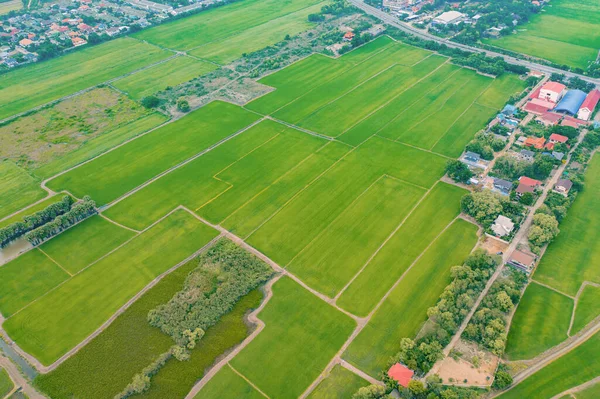 Bovenaanzicht Vanuit Lucht Van Verse Padie Rijst Groene Landbouwvelden Het — Stockfoto