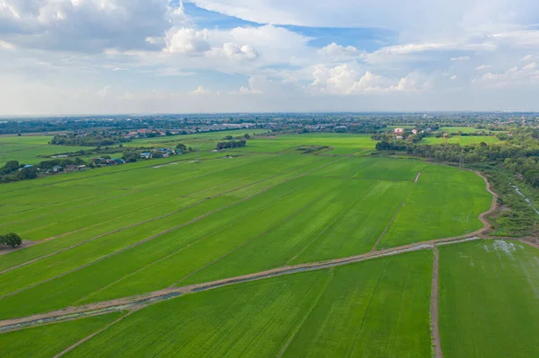 Aerial Top View Του Φρέσκου Ρυζιού Paddy Πράσινα Αγροκτήματα Στην — Φωτογραφία Αρχείου