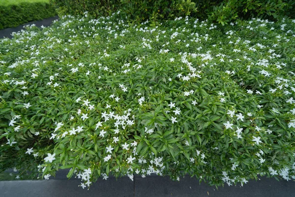 Белый Цветок Цветы Национальном Парке Провинции Лумпанг Таиланд Фон Природного — стоковое фото