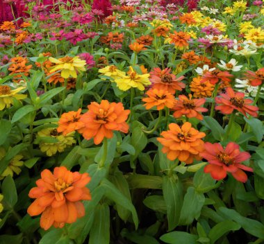 Tayland, ulusal bahçe parkında renkli çiçekler. Seyahat ve tatil konseptinde doğa manzarası geçmişi.