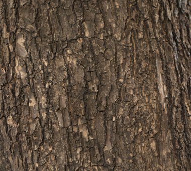 Çürük meşe ağacı veya kereste yüzeyini kapatın. Ağaç kabuğu gövdesi veya kereste dokusu arkaplanı.