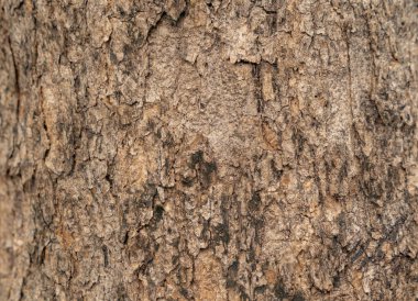 Çürük meşe ağacı veya kereste yüzeyini kapatın. Ağaç kabuğu gövdesi veya kereste dokusu arkaplanı.