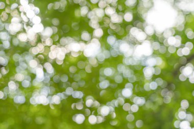 Ormandaki soyut yeşil ağacın bulanık gölgesi ya da parkı güneş ışığıyla aydınlatan. Bahar mevsiminde ekoloji, tatil tatili ve seyahat konseptinde desen dokusu. Taze rahatlama.