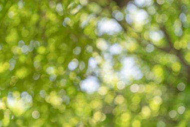 Ormandaki soyut yeşil ağacın bulanık gölgesi ya da parkı güneş ışığıyla aydınlatan. Bahar mevsiminde ekoloji, tatil tatili ve seyahat konseptinde desen dokusu. Taze rahatlama.