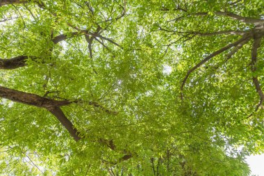 Ormandaki doğa yeşili ağaç ya da güneş ışığı parlayan bir park. Bahar mevsiminde ekoloji, tatil tatili ve seyahat konseptinde desen dokusu. Taze rahatlama.