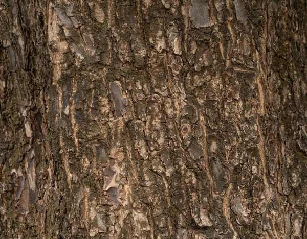 Primo Piano Legno Quercia Grezzo Superficie Legno Albero Corteccia Tronco — Foto Stock