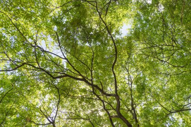 Ormandaki doğa yeşili ağaç ya da güneş ışığı parlayan bir park. Bahar mevsiminde ekoloji, tatil tatili ve seyahat konseptinde desen dokusu. Taze rahatlama.