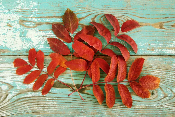 Dry Red Leaves Rowan Turquoise Wooden Background Top View — Stock Photo, Image