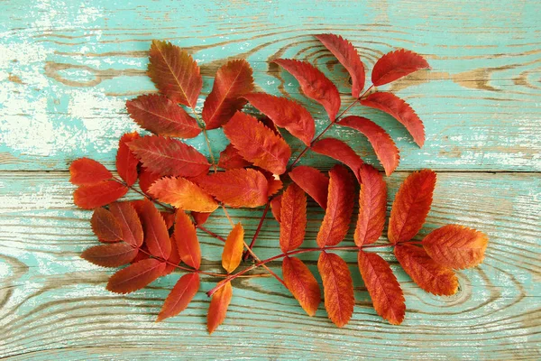 Dry Orange Red Leaves Rowan Turquoise Wooden Background Top View — Stock Photo, Image