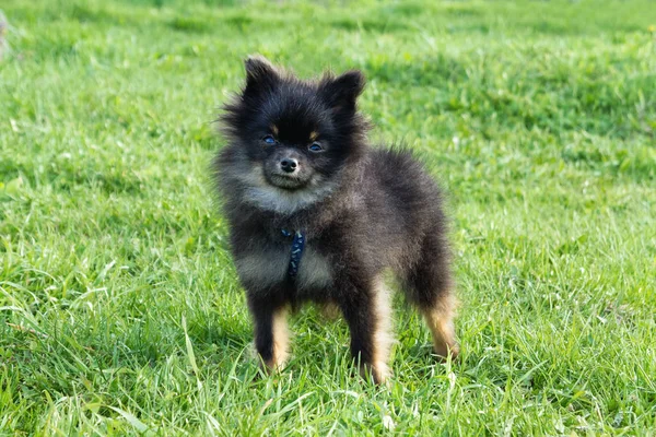 Petit Métis Spitz Poméranien Marche Sur Une Herbe — Photo