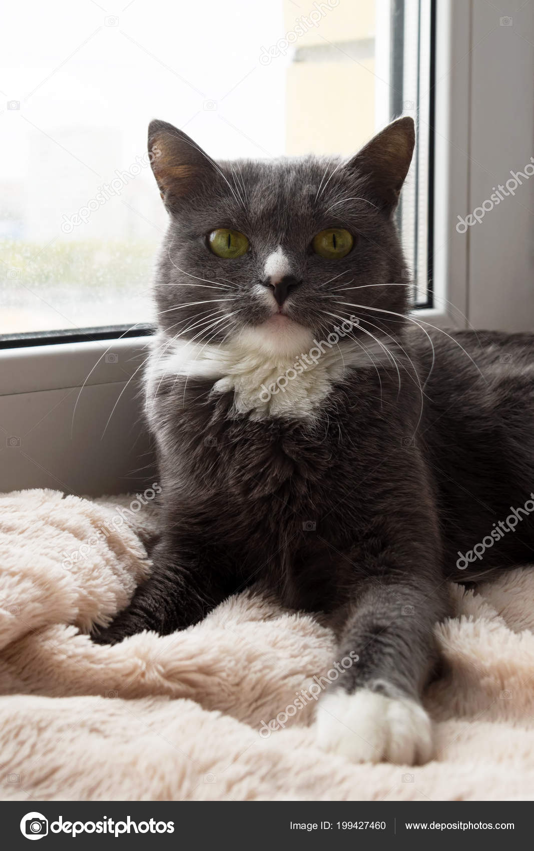 Adorable Chat Bleu Blanc Aux Yeux Verts Est Allongé Sur