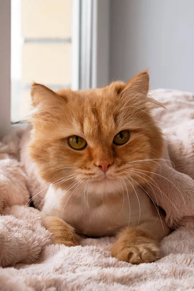 柔らかいピンクの毛布 正面の下で散髪と手入れをされる美しい生姜の長い髪の猫 — ストック写真