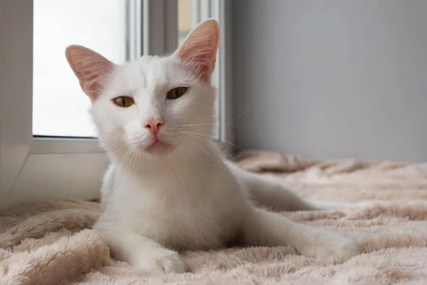 Gracioso Gato Blanco Con Ojos Verdes Está Acostado Una Manta —  Fotos de Stock