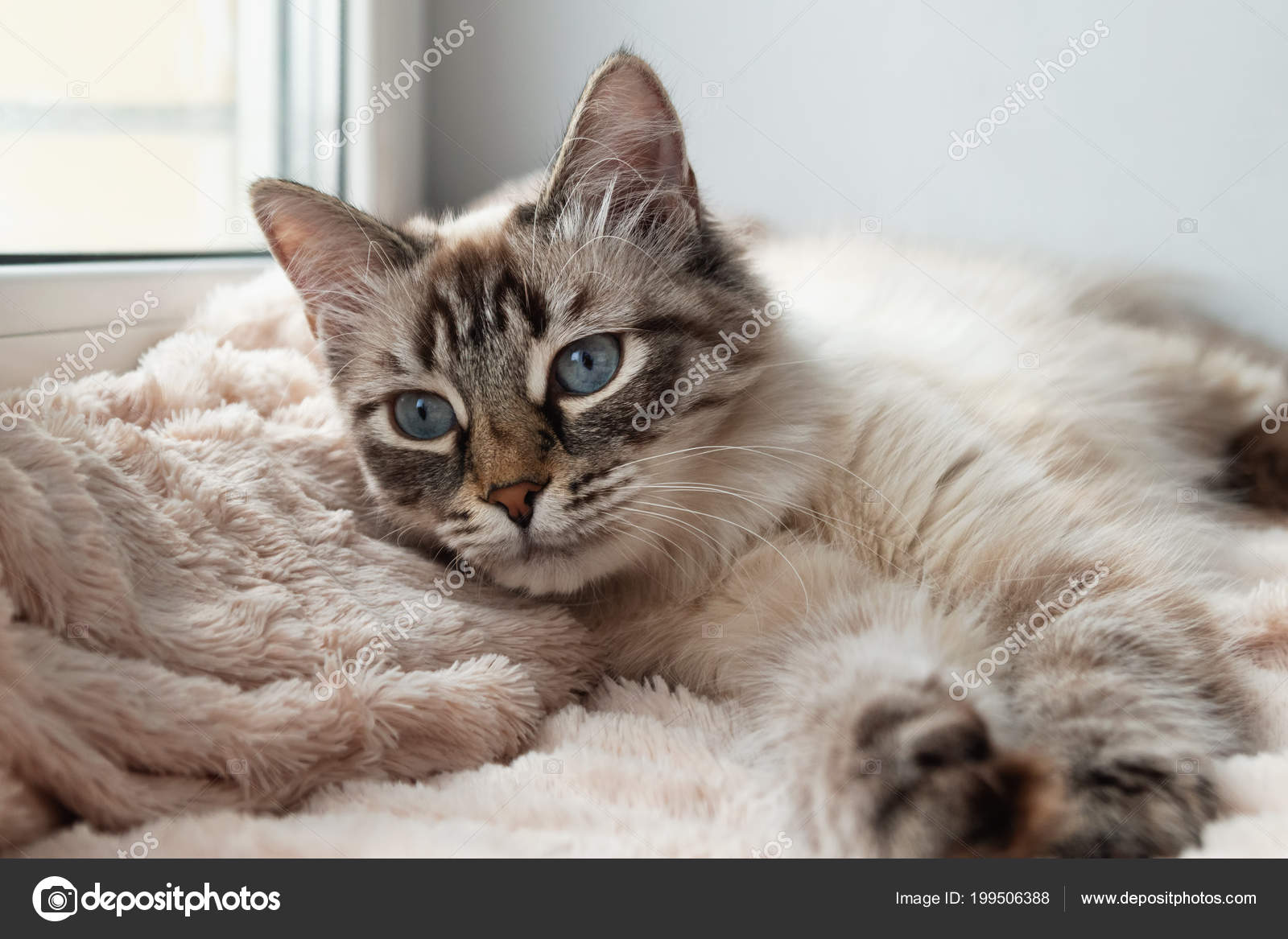 Entzückende Pelzigen Katze Seal Lynx Point Farbe Mit Blauen