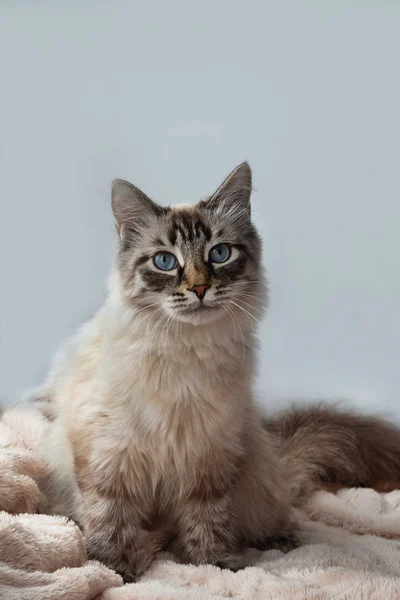 Gatinho Peludo Cor Ponto Lince Selo Com Olhos Azuis Cobertor — Fotografia de Stock