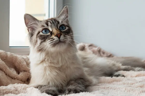 Adorable Gato Peludo Color Punto Lince Sello Con Ojos Azules —  Fotos de Stock