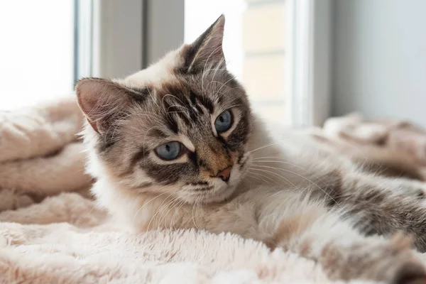 Pelzige Katze Von Robbenluchs Punktfarbe Mit Blauen Augen Liegt Auf — Stockfoto