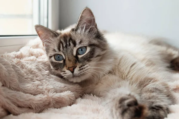 Adorable Chat Fourrure Phoque Lynx Couleur Point Avec Les Yeux — Photo