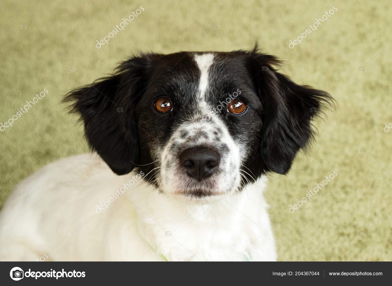 Portrait Beautiful Black White Long Haired Dog Green