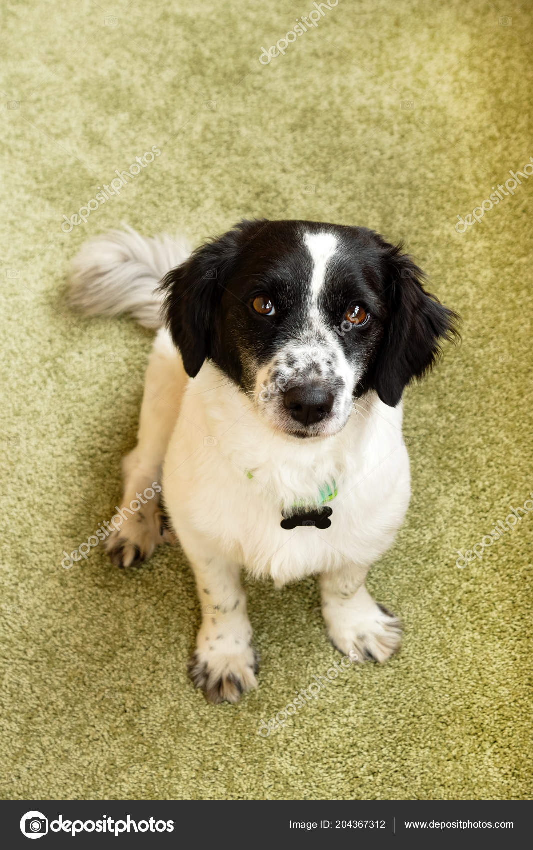 Adorable Black White Long Haired Dog Looking Camera Stock Photo