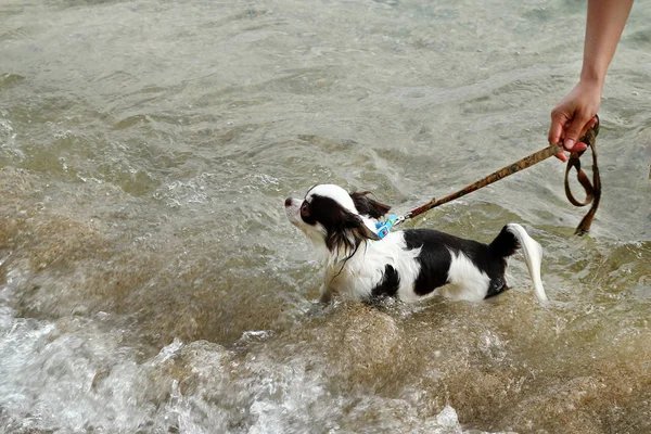 Baden Kleiner Schwarz Weißer Hund Meer — Stockfoto