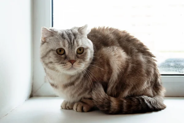 黄色目の美しいふわふわ灰色ふちスコティッシュフォールド猫は窓の近くに座っています — ストック写真