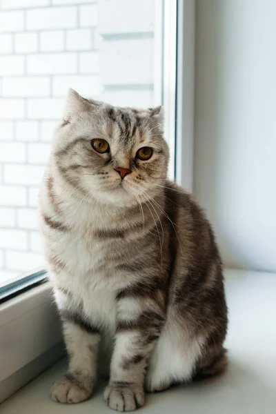 Adorable Mullido Gris Tabby Escocés Plegable Gato Con Ojos Amarillos —  Fotos de Stock